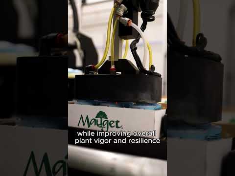 ArborFos - Injectable Phosphite Fungicide Capsules